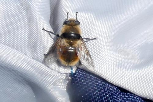 Cephenemyia stimulator