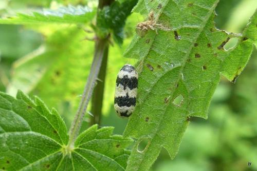 Réf. 288 779 : Campopleginae inconnu