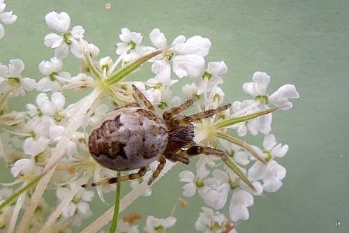 Réf. 288 940 : Larinioides (cornutus-suspicax)