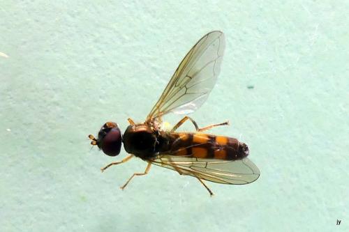 Réf. 288 909 : Melanostoma scalare