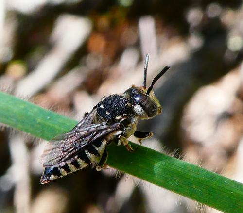 Coelioxys sp.