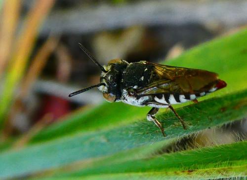 Réf. 288 267 : Coelioxys sp.