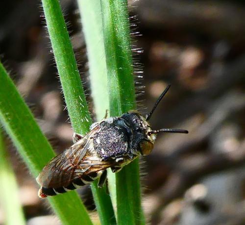 Réf. 288 268 : Coelioxys sp.
