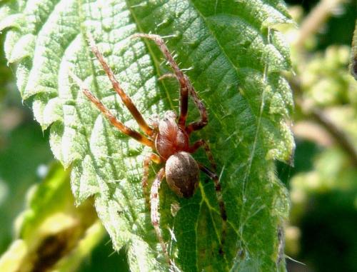 Réf. 288 678 : Larinioides patagiatus