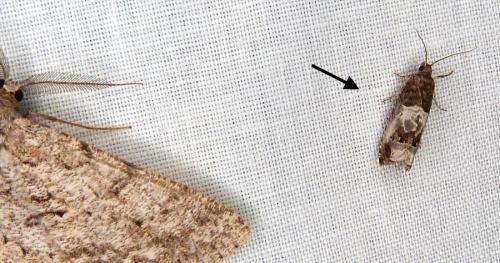 Réf. 288 501 : Notocelia sp.