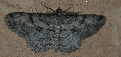 Peribatodes rhomboidaria