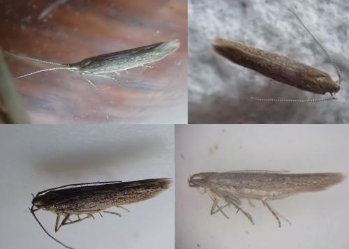 Coleophora saxicolella