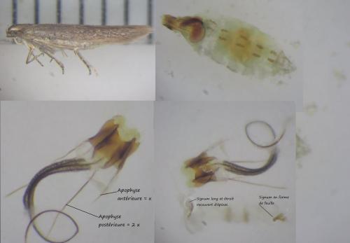 Coleophora saxicolella