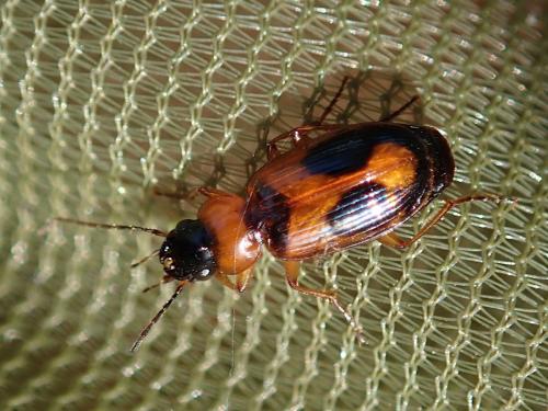 Réf. 288 482 : Badister meridionalis