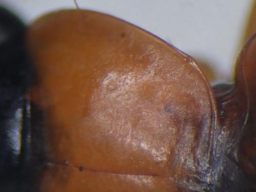 Réf. 288 483 : Badister meridionalis