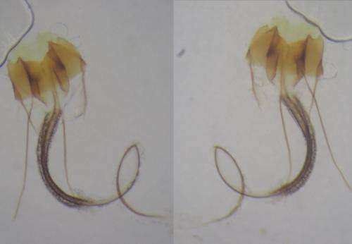 Coleophora saxicolella