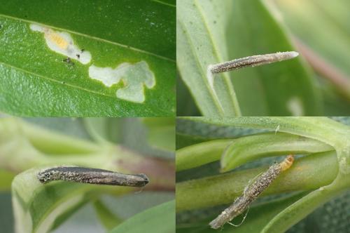 Coleophora saponariella