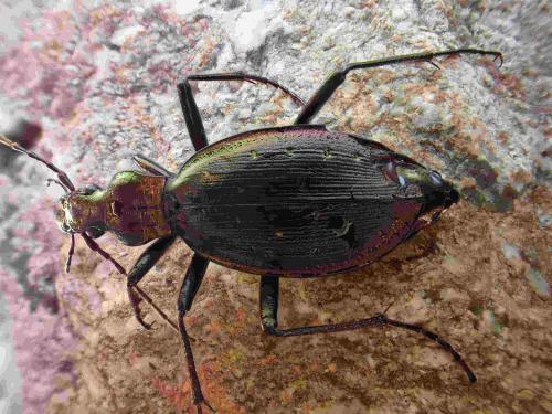 Carabus depressus