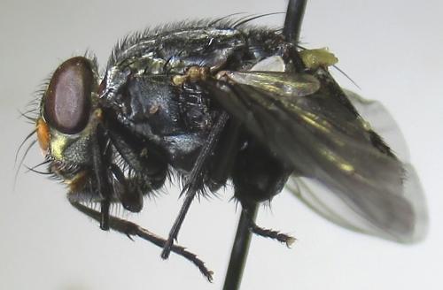 Synthesiomyia nudiseta