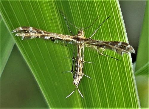 Crombrugghia sp.