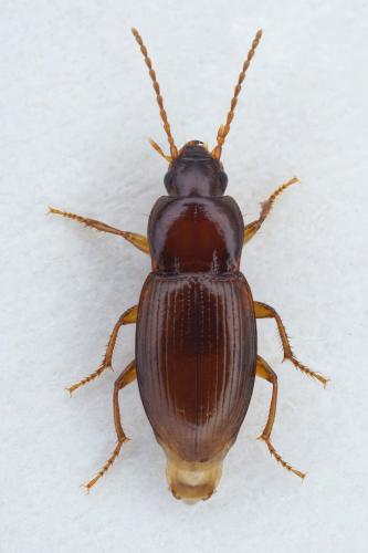 Réf. 288 371 : Pterostichus pumilio