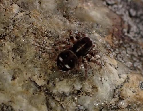 Réf. 288 181 : Attulus rupicola