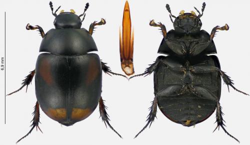 Réf. 288 957 : Sphaeridium scarabaeoides