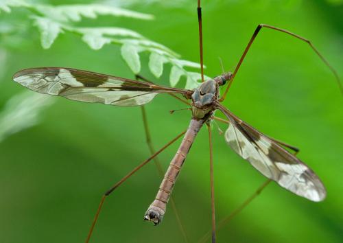 Tipula maxima