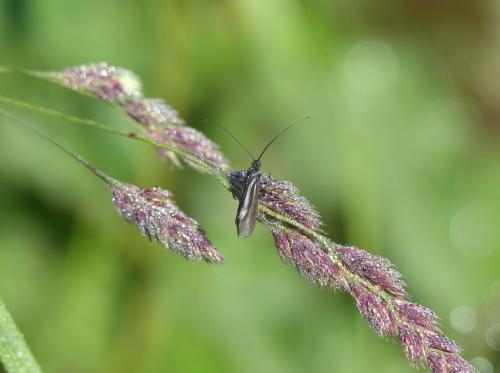 Réf. 288 506 : Notidobia ciliaris