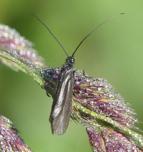 Réf. 288 509 : Notidobia ciliaris
