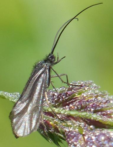 Notidobia ciliaris