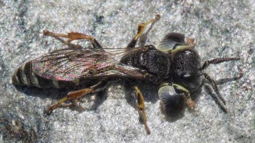 Crabro alpinus