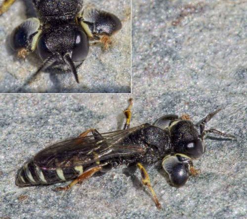 Crabro alpinus