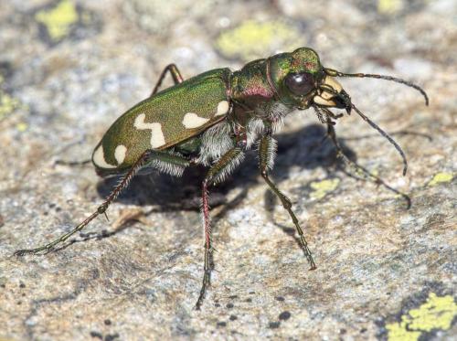 Cicindela gallica