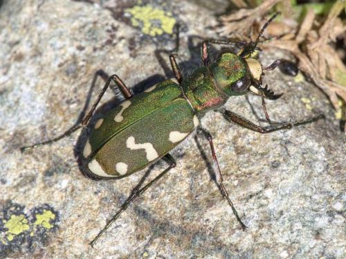 Réf. 288 703 : Cicindela gallica