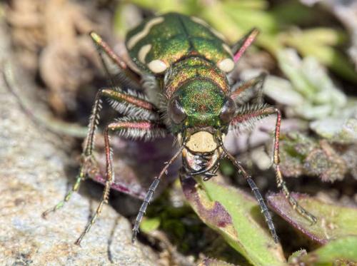 Réf. 288 704 : Cicindela gallica
