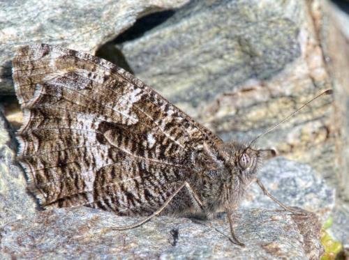 Réf. 288 851 : Hipparchia semele