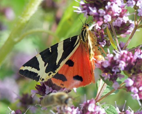 Réf. 288 167 : Euplagia quadripunctaria