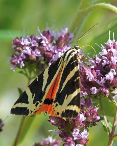 Euplagia quadripunctaria