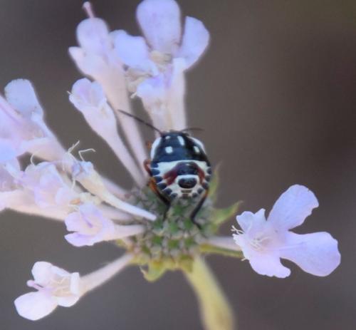 Carpocoris sp.