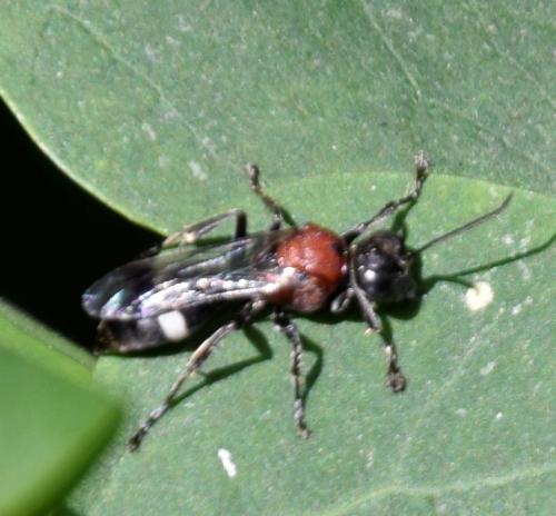 Réf. 288 803 : Oryttus concinnus