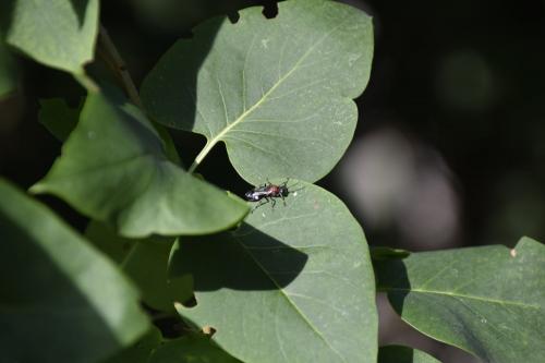 Oryttus concinnus