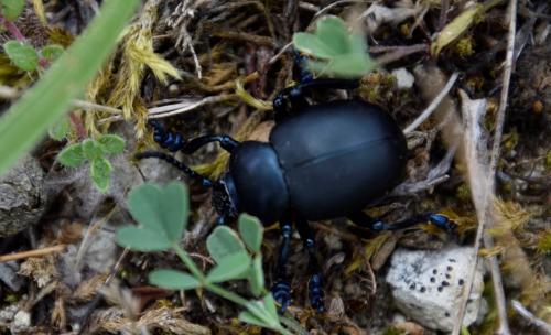 Timarcha tenebricosa