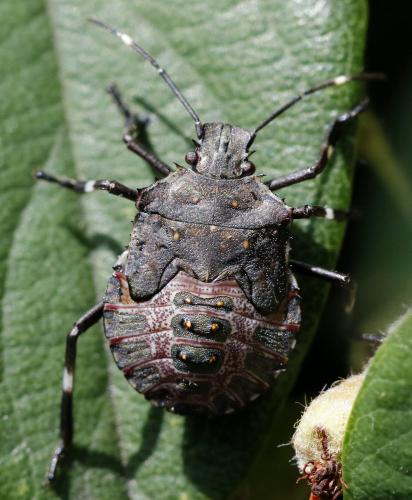 Halyomorpha halys