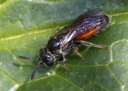 Réf. 288 278 : Sphecodes sp.