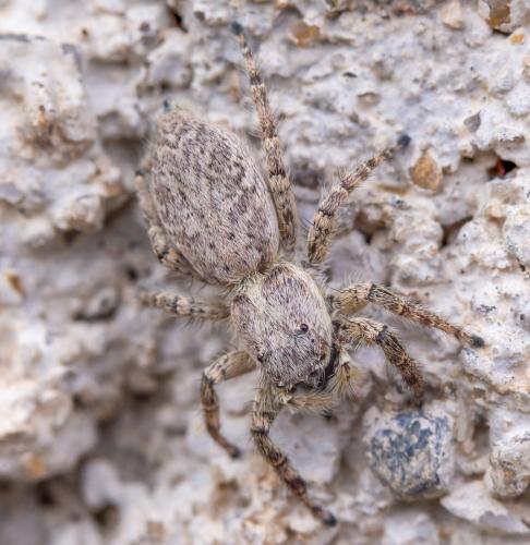Menemerus taeniatus