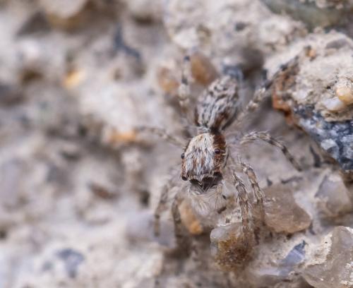 Réf. 288 861 : Menemerus taeniatus