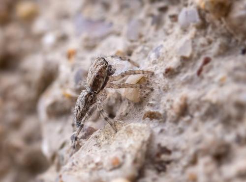 Réf. 288 862 : Menemerus taeniatus