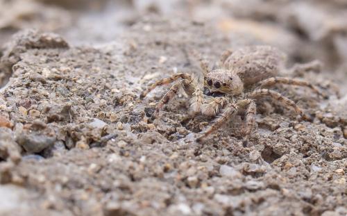Menemerus taeniatus