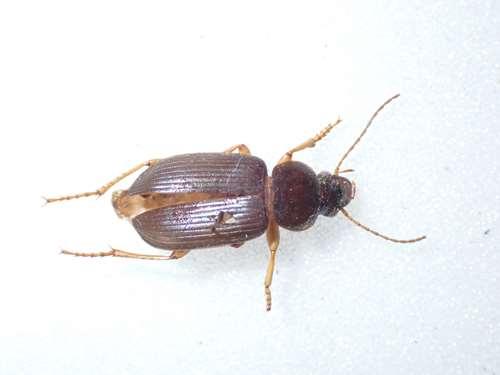 Ophonus sp.