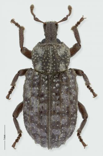 Réf. 288 528 : Entomoderus stableaui