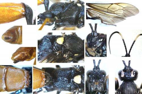 Réf. 288 364 : Amblyjoppa fuscipennis