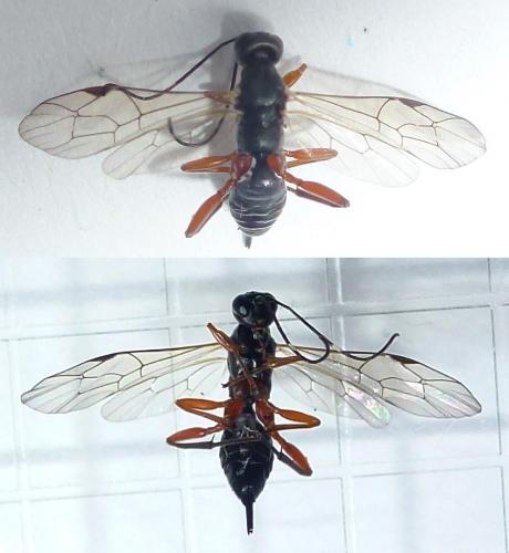 Helcostizus restaurator