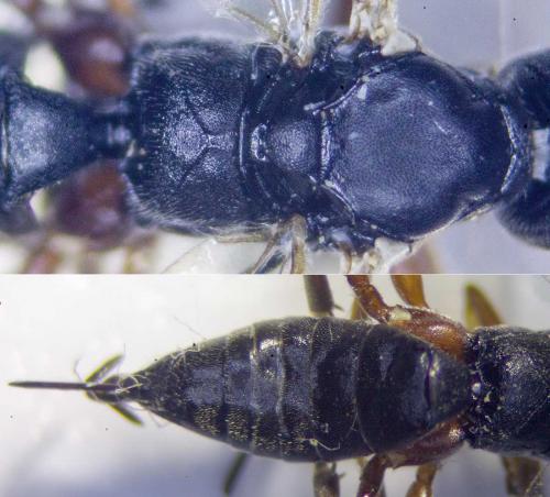 Helcostizus restaurator