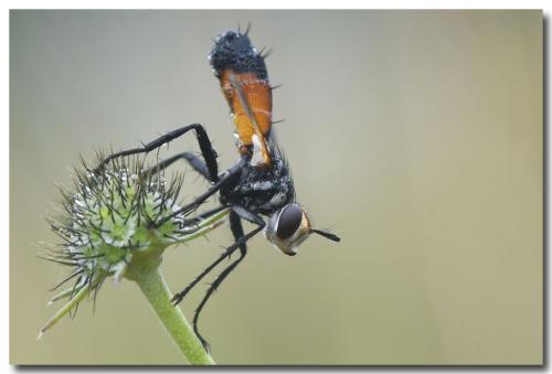 Cylindromyia rufifrons